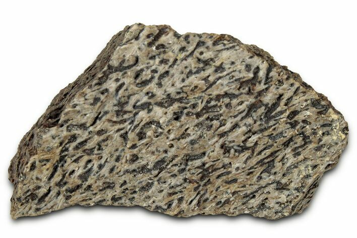 Dinosaur (Triceratops) Frill Shield Section - Montana #348015